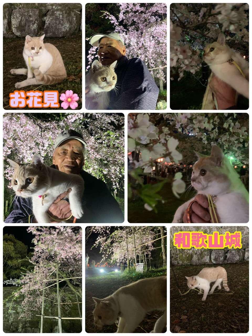 #和歌山城　#花見　#夜桜　#劇団紀州　#たまちゃん　#ツナちゃん