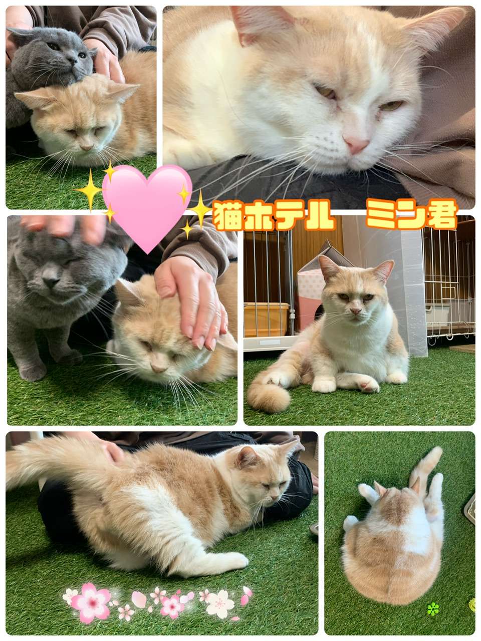 猫ホテルミン君マンチカン