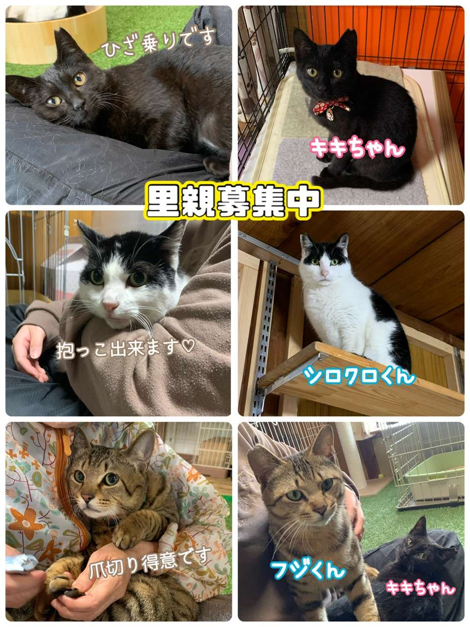 #里親募集　#保護猫　#黒猫　#ハチワレ　#キジトラ　#鍵尻尾