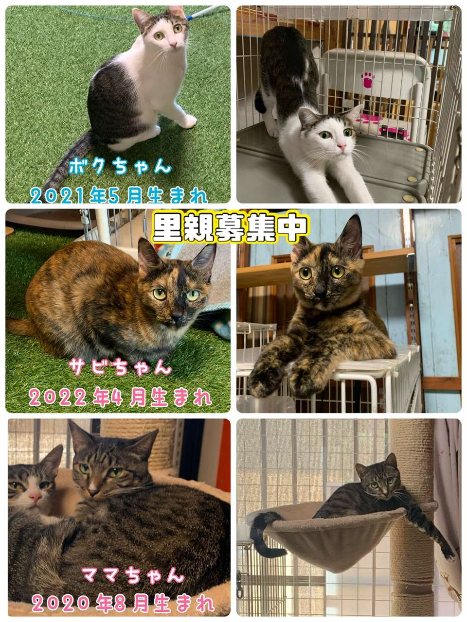 #里親募集中　#保護猫　#シロキジ　#サビ猫　#サビ柄