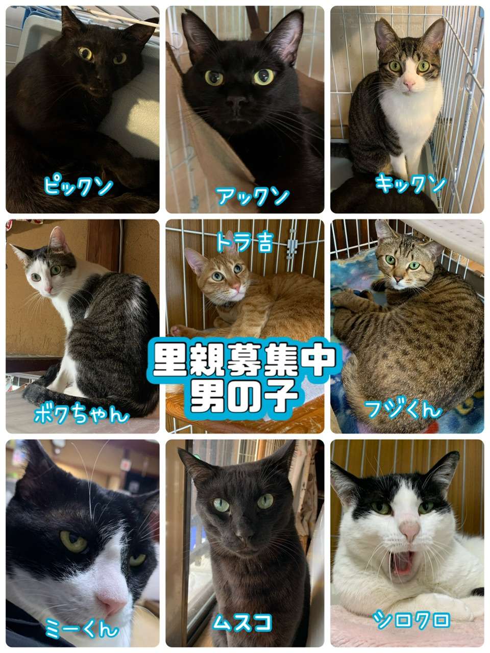 #里親募集中　#里親募集　#猫　#黒猫　#サビ猫　#シロキジ　#キジトラ　#ハチワレ　#茶トラ