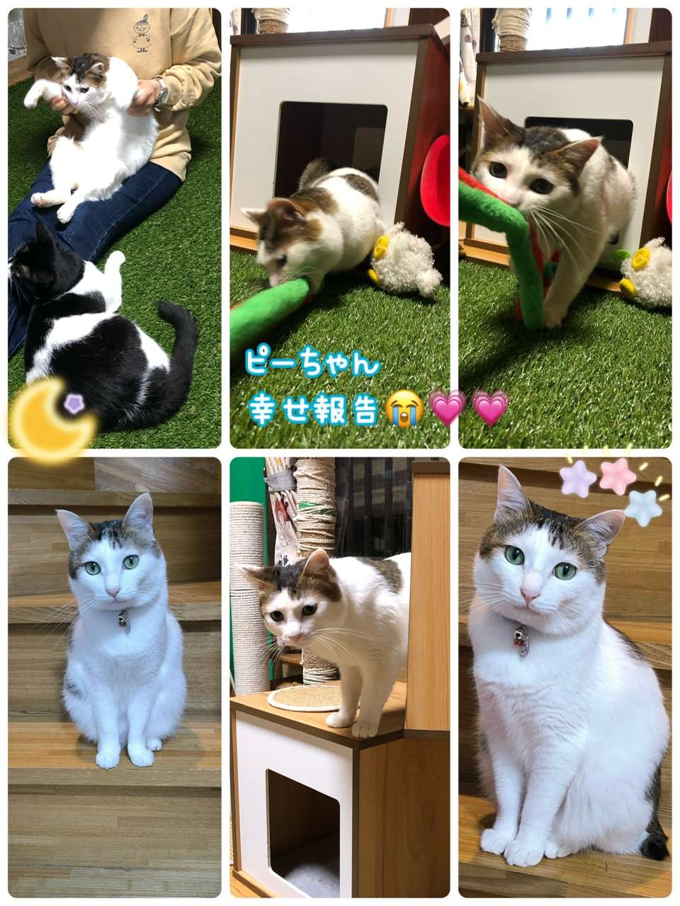 #ピーちゃん　#保護猫　#幸せ報告