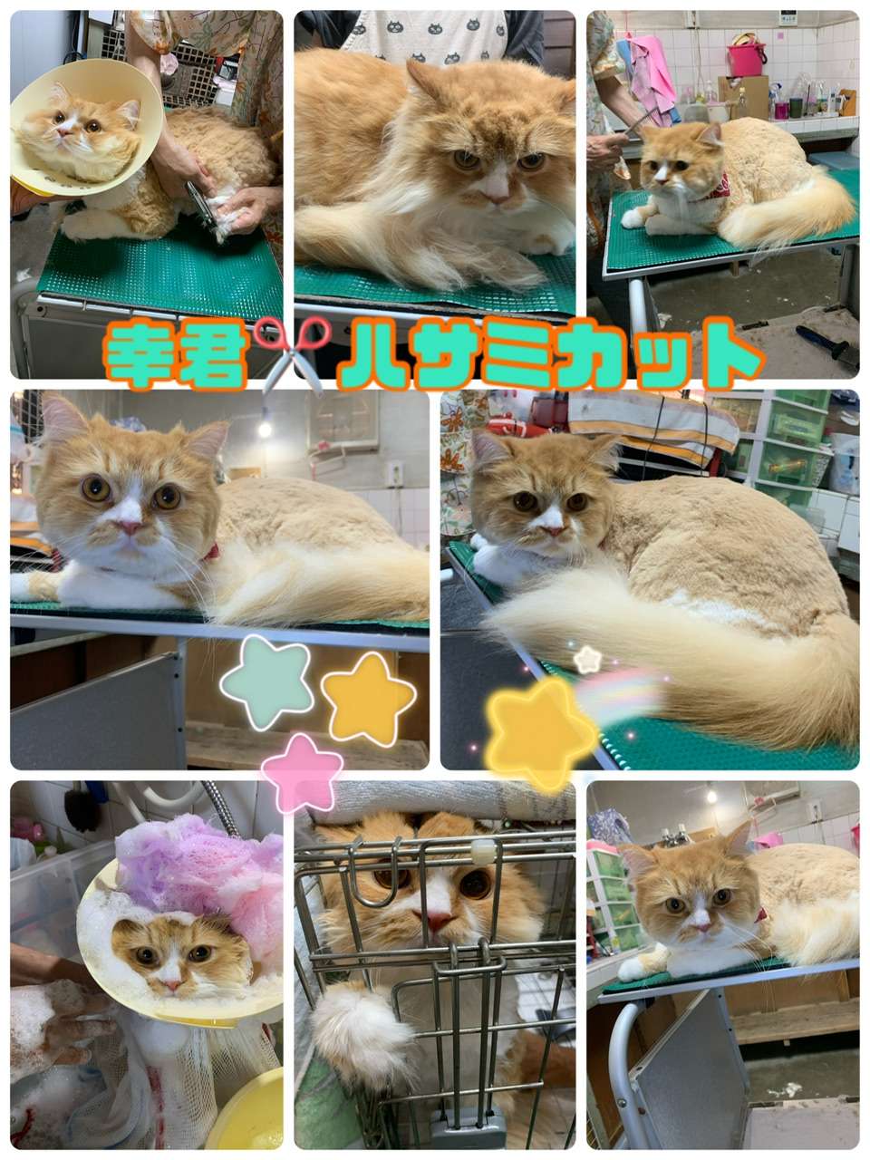 ＃猫ハサミカット＃幸君＃猫シャンプー＃リク君＃猫ミニ美容＃マミちゃん