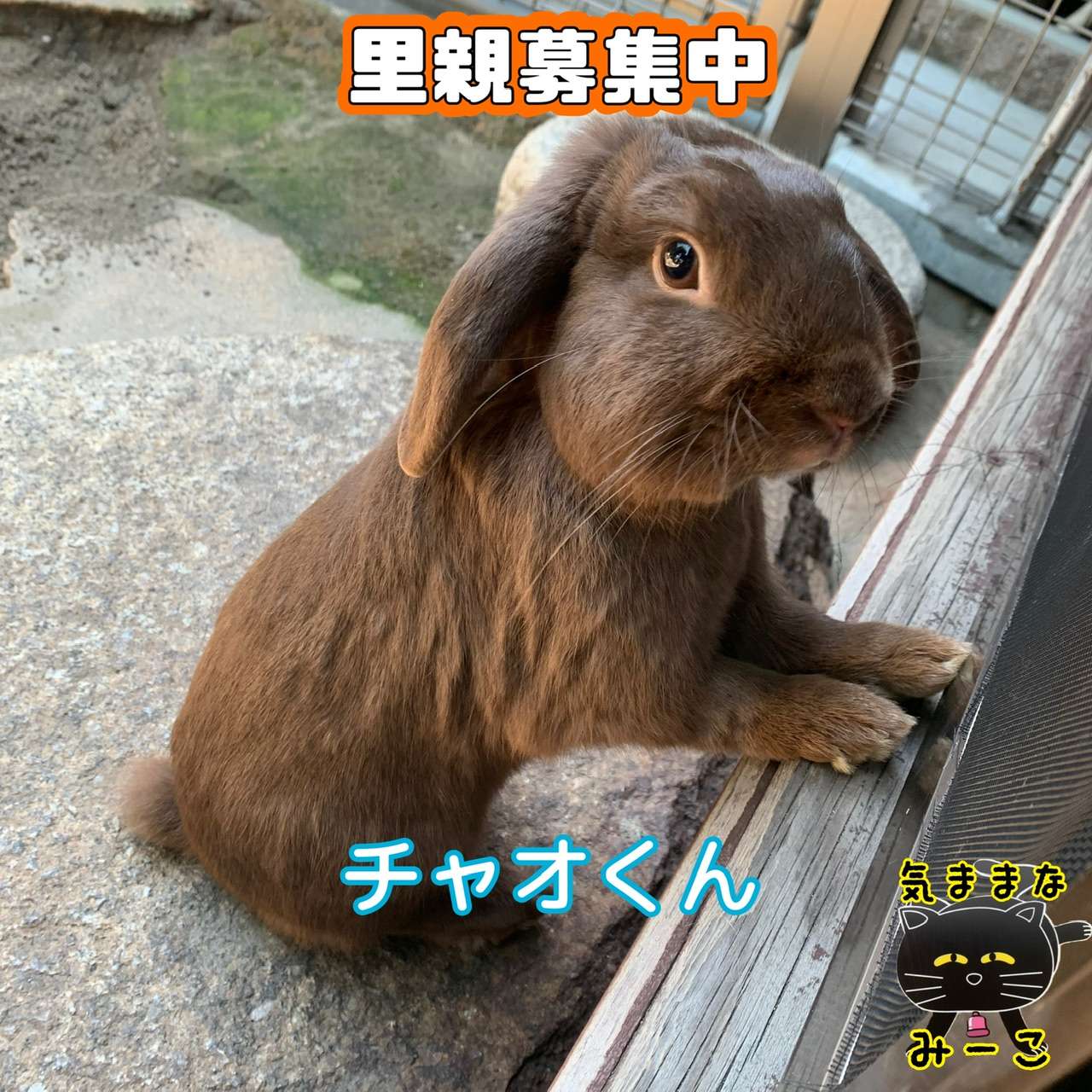 #チャオくん　#保護うさぎ　#里親募集中　#うさぎ　