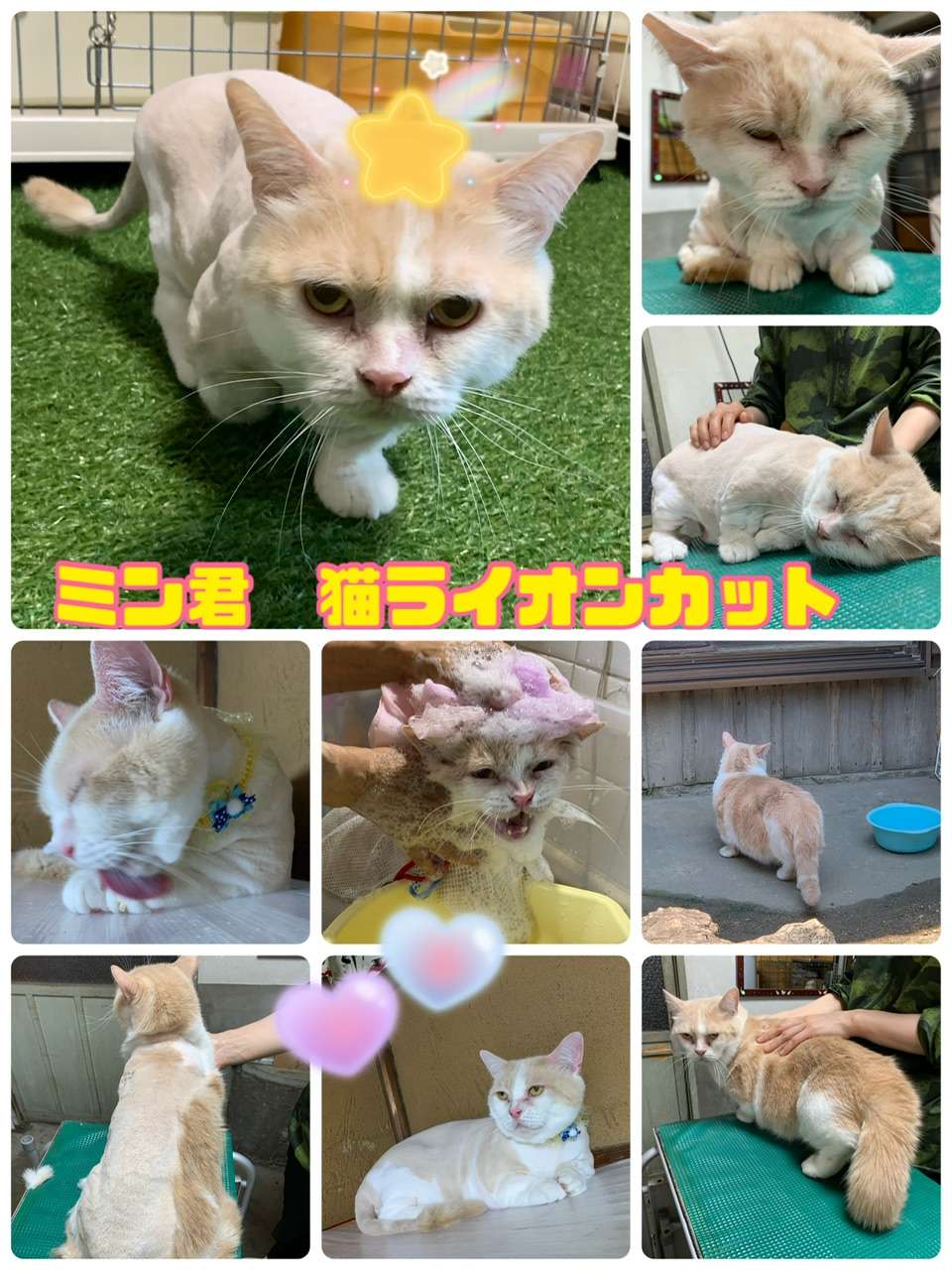 ＃猫ライオンカット＃ミン君＃猫爪切り＃クロちゃん