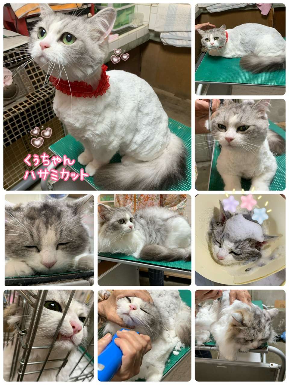 #くぅちゃん　#ハサミカット　#猫美容　