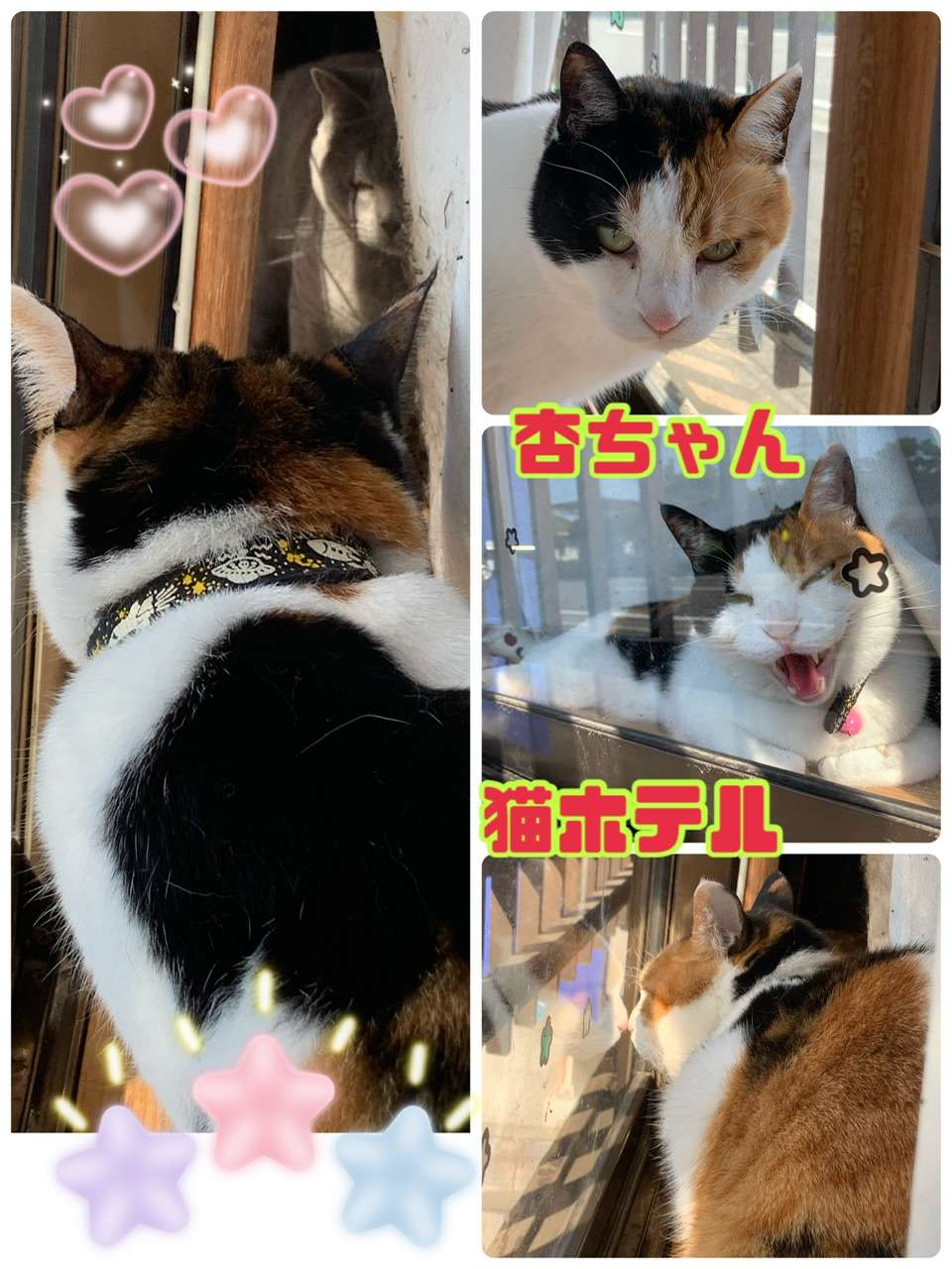 ＃猫ホテル＃三毛猫＃杏ちゃん#スコ＃ちゃま君