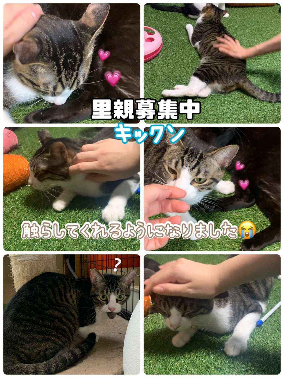 #里親募集中　#キックン　#白キジ　#保護猫