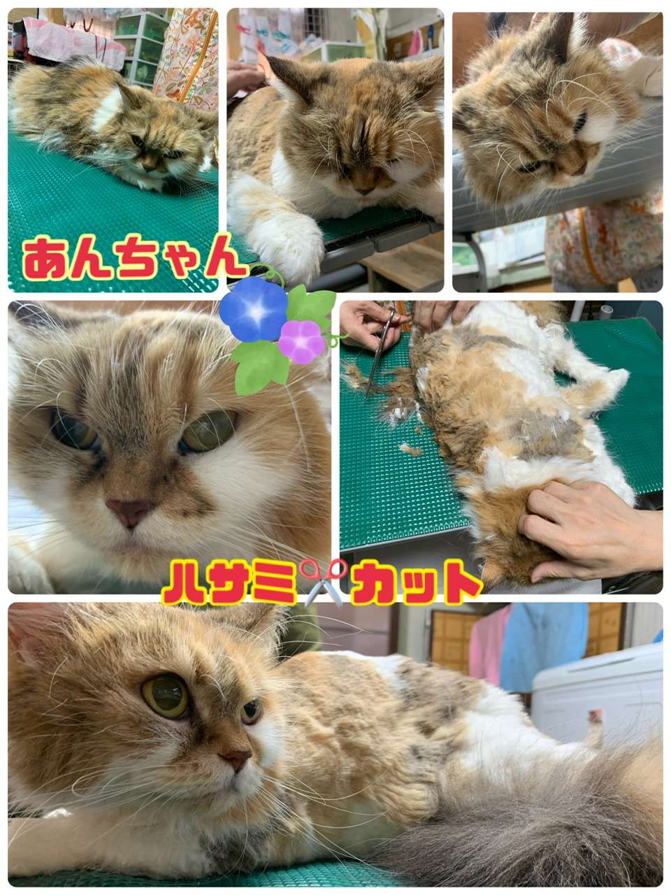 ＃猫爪切りスー＆ランちゃん＃もつれ取りハサミカット＃あんちゃん