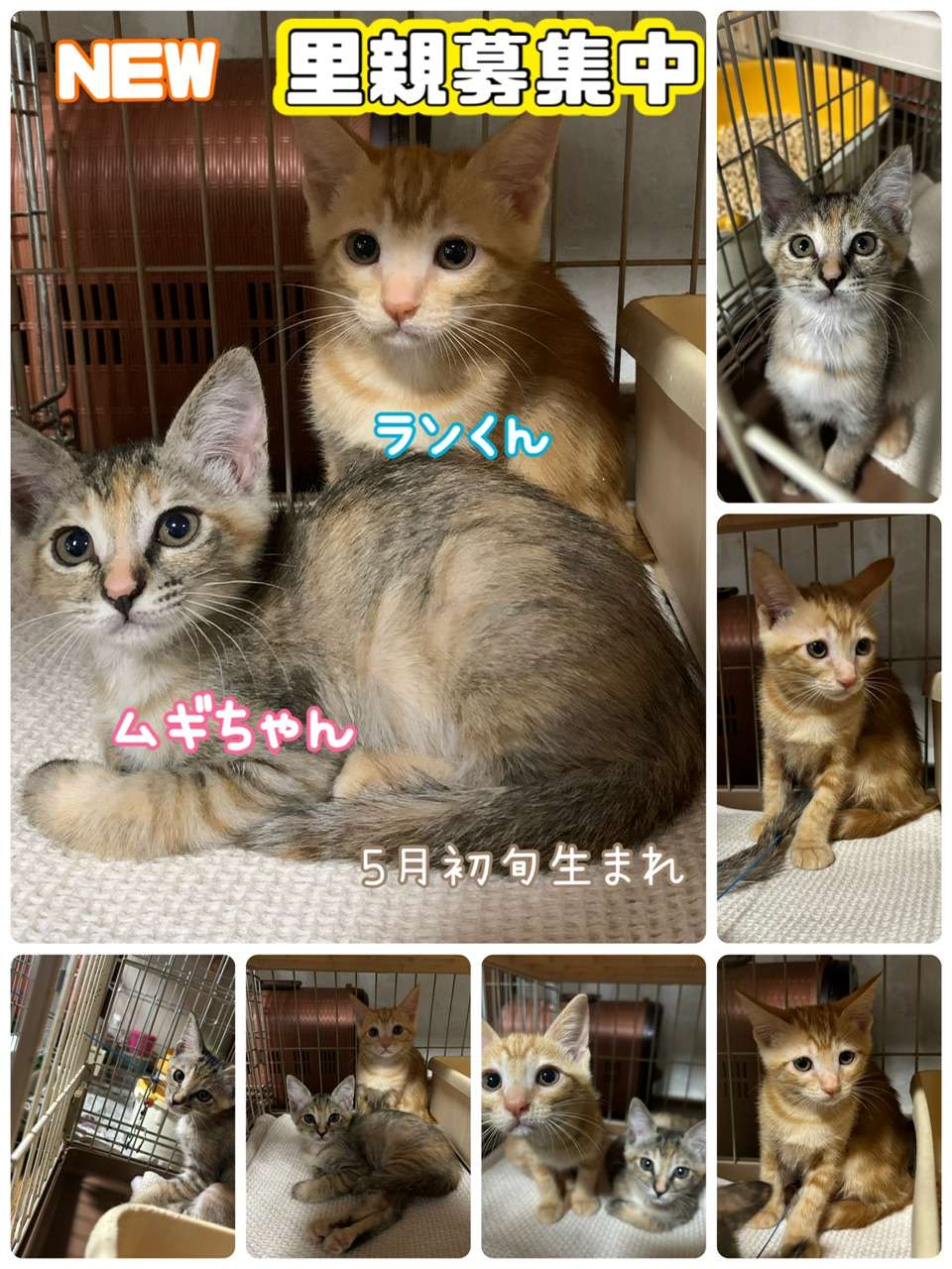 #里親募集中　#里親募集猫　#猫　#ムギ柄　#アメショ柄　#子猫