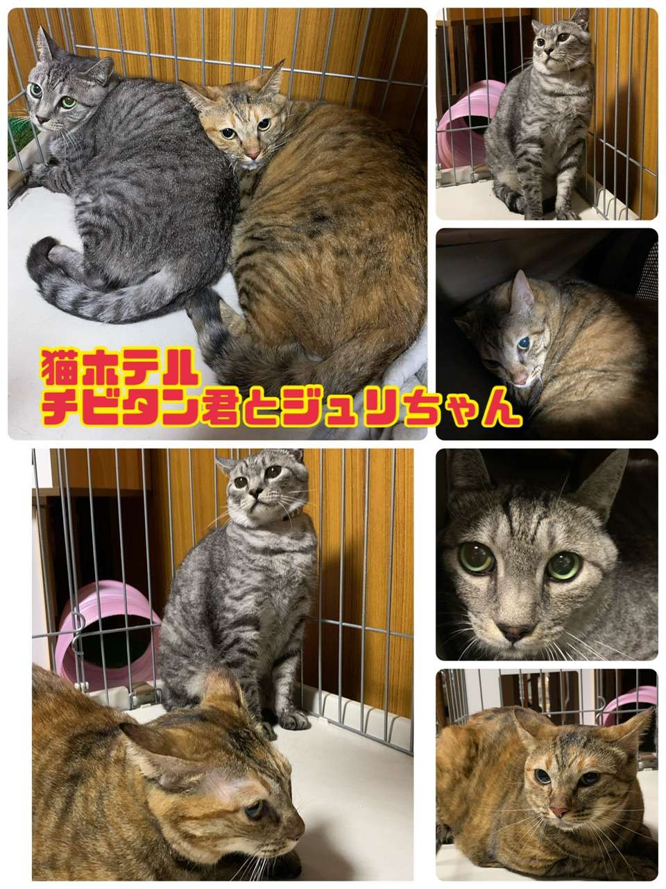 ＃猫ホテル＃こはく君家族４匹＃猫爪切り