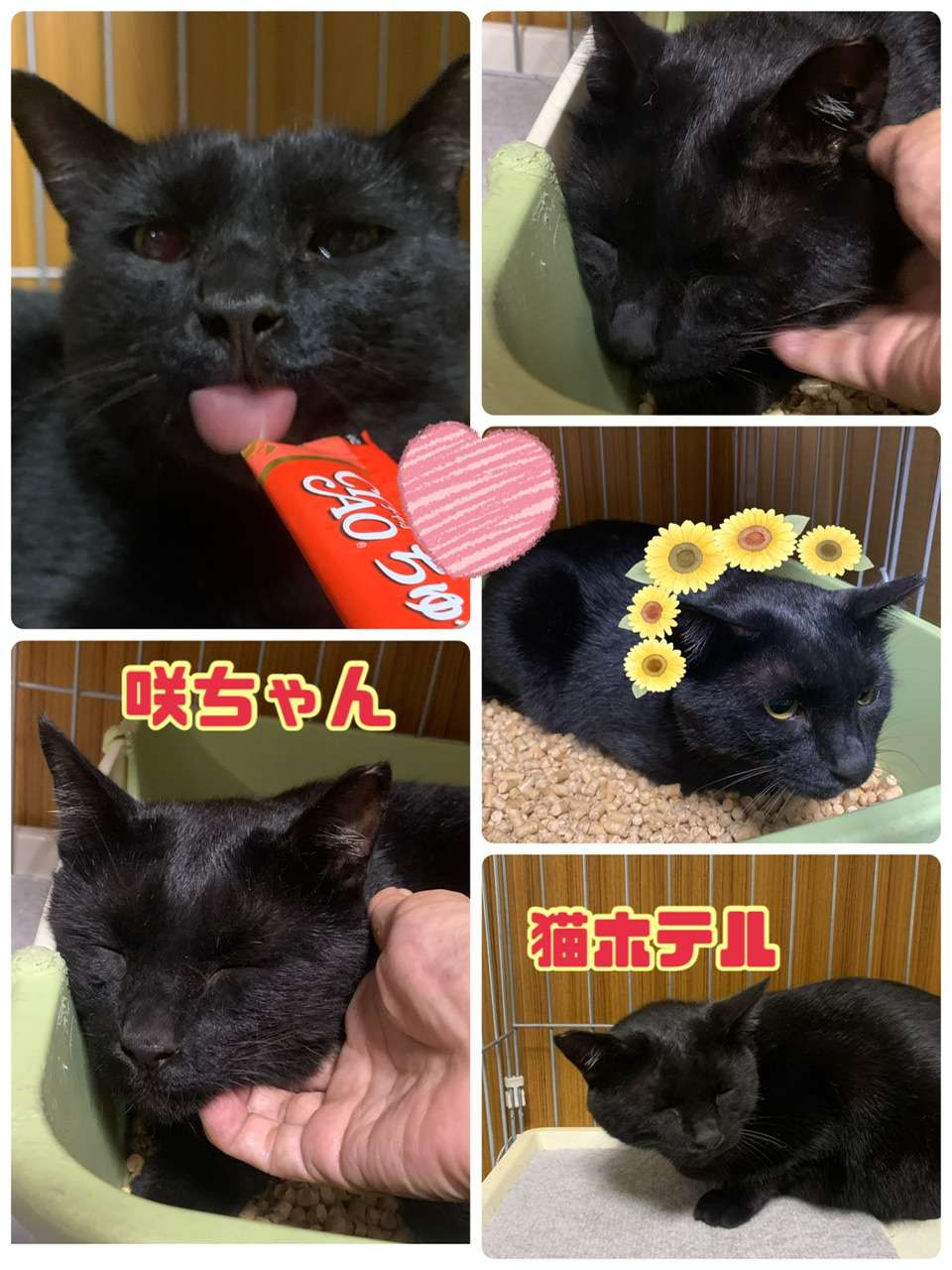 ＃猫ホテル＃お盆の猫ホテル＃みーこ里親出身と猫仲間