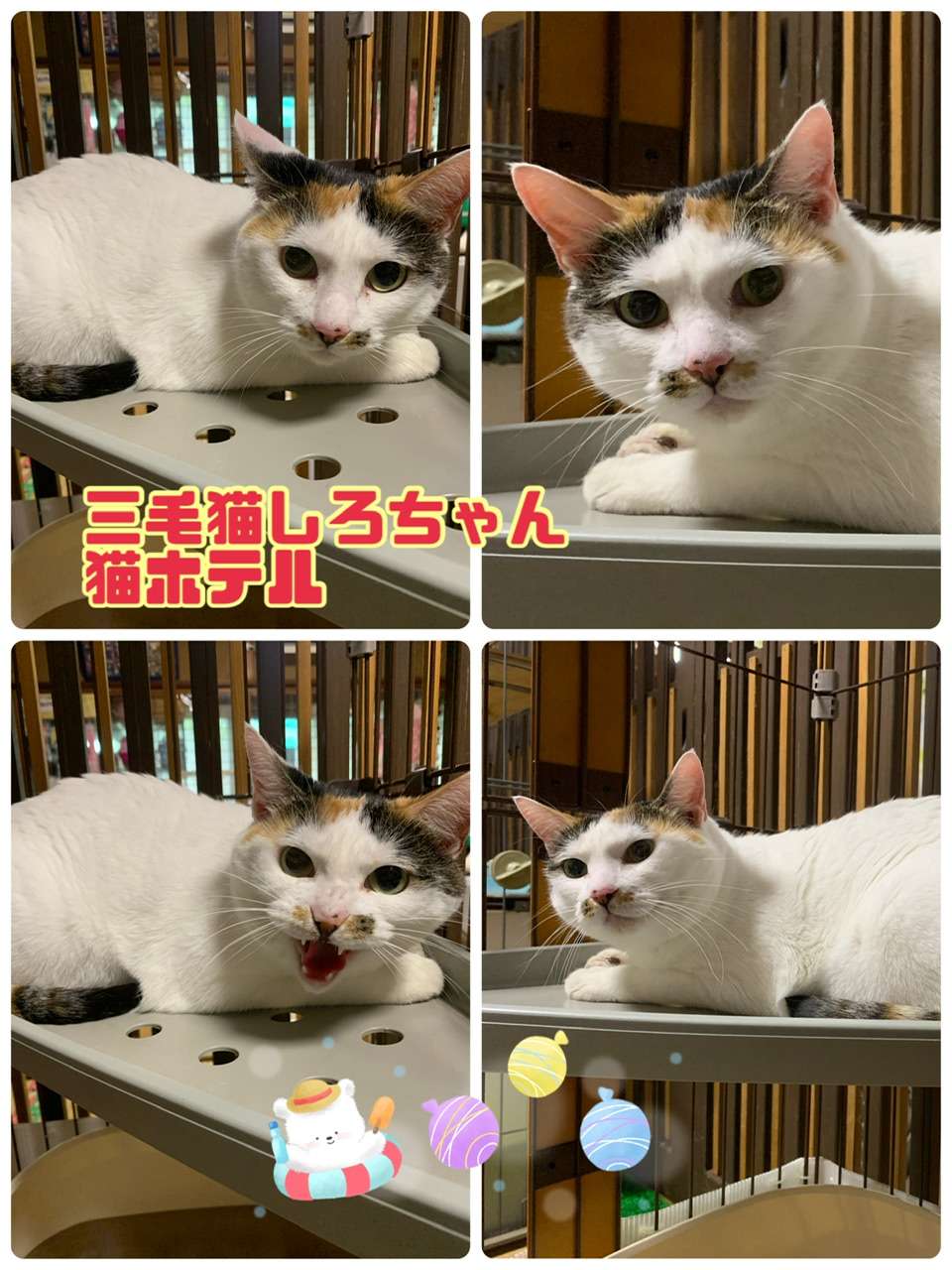 ＃猫ホテル＃三毛猫＃しろちゃん＃猫爪切り