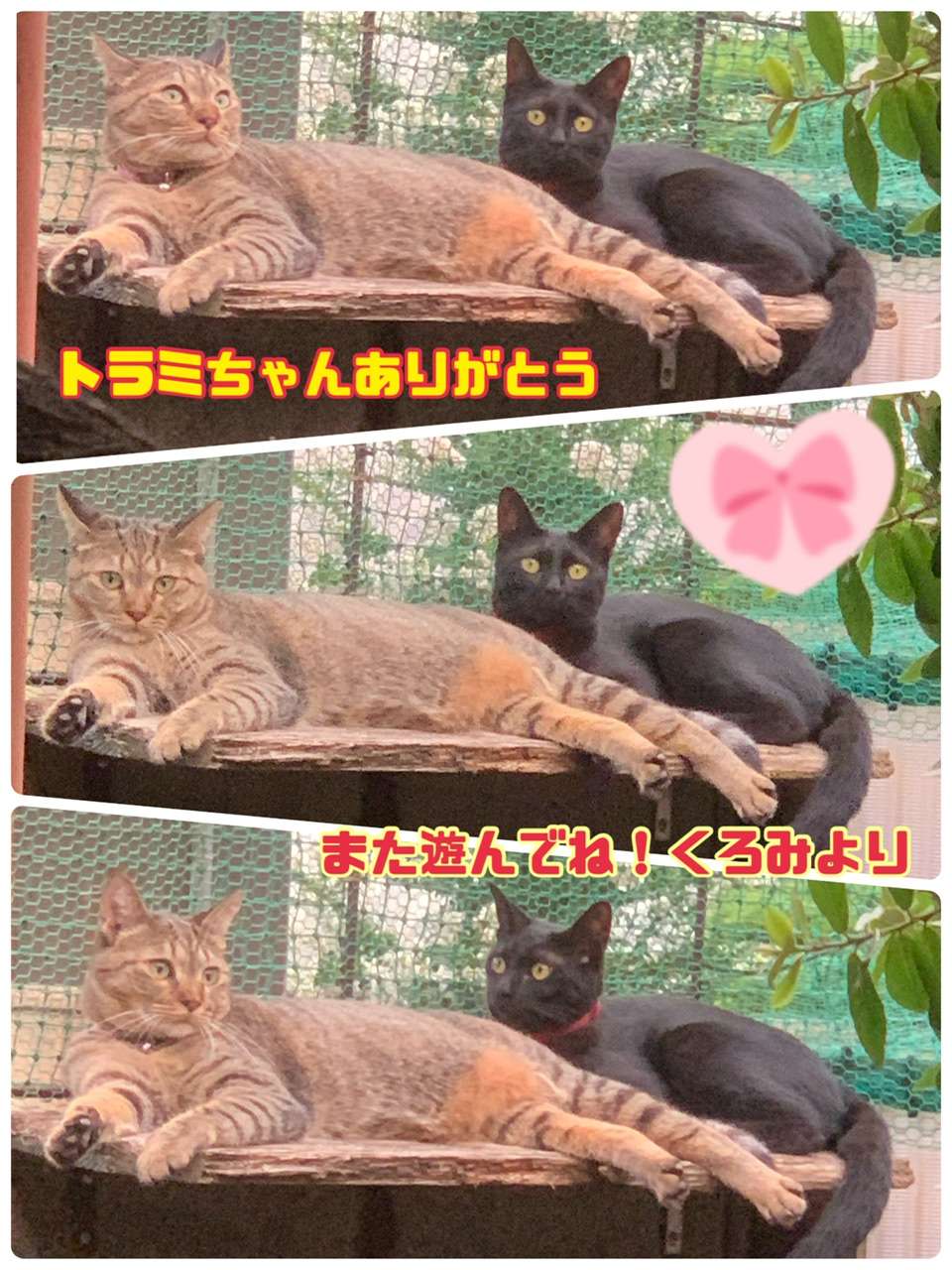 ＃猫ホテル最終日＃みーちゃん＃くろみちゃん＃みーこ里親出身