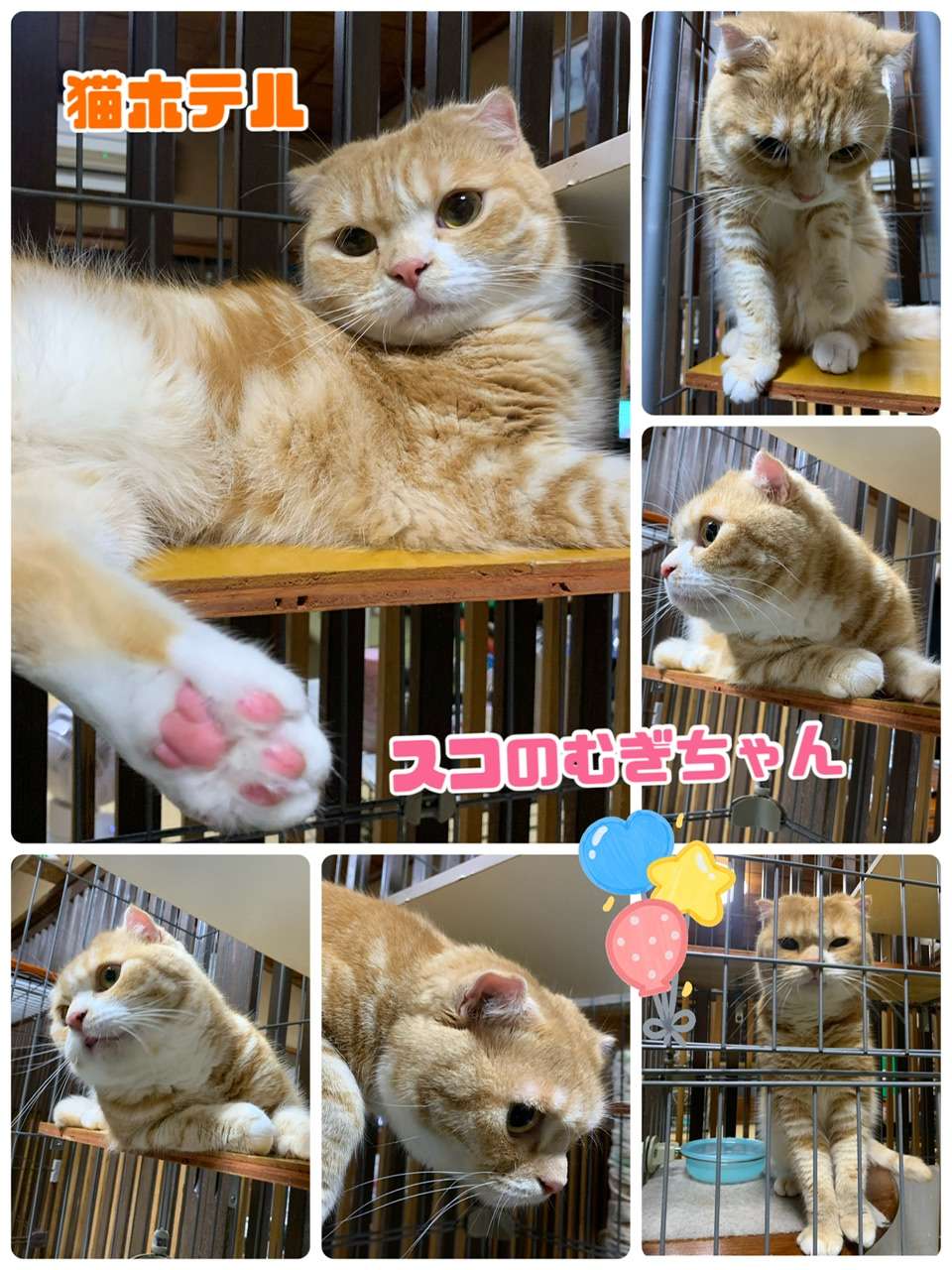 ＃猫ホテル＃咲ちゃん＃しろちゃん＃むぎちゃん＃まるひめちゃん＃みーこ出身