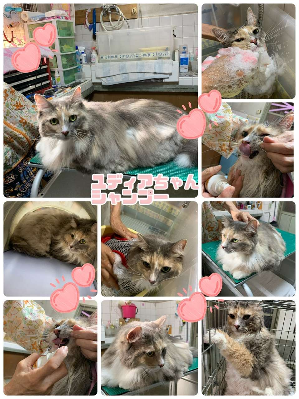 #グレアくん　#ユディアちゃん　#猫美容　#猫シャンプー　#猫ミニカット