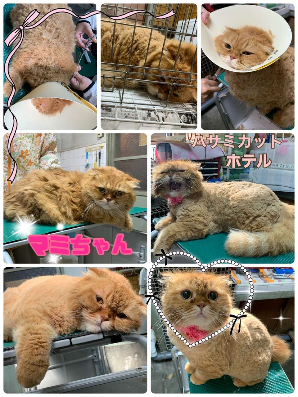 マミちゃん・リク君　猫美容・ホテル