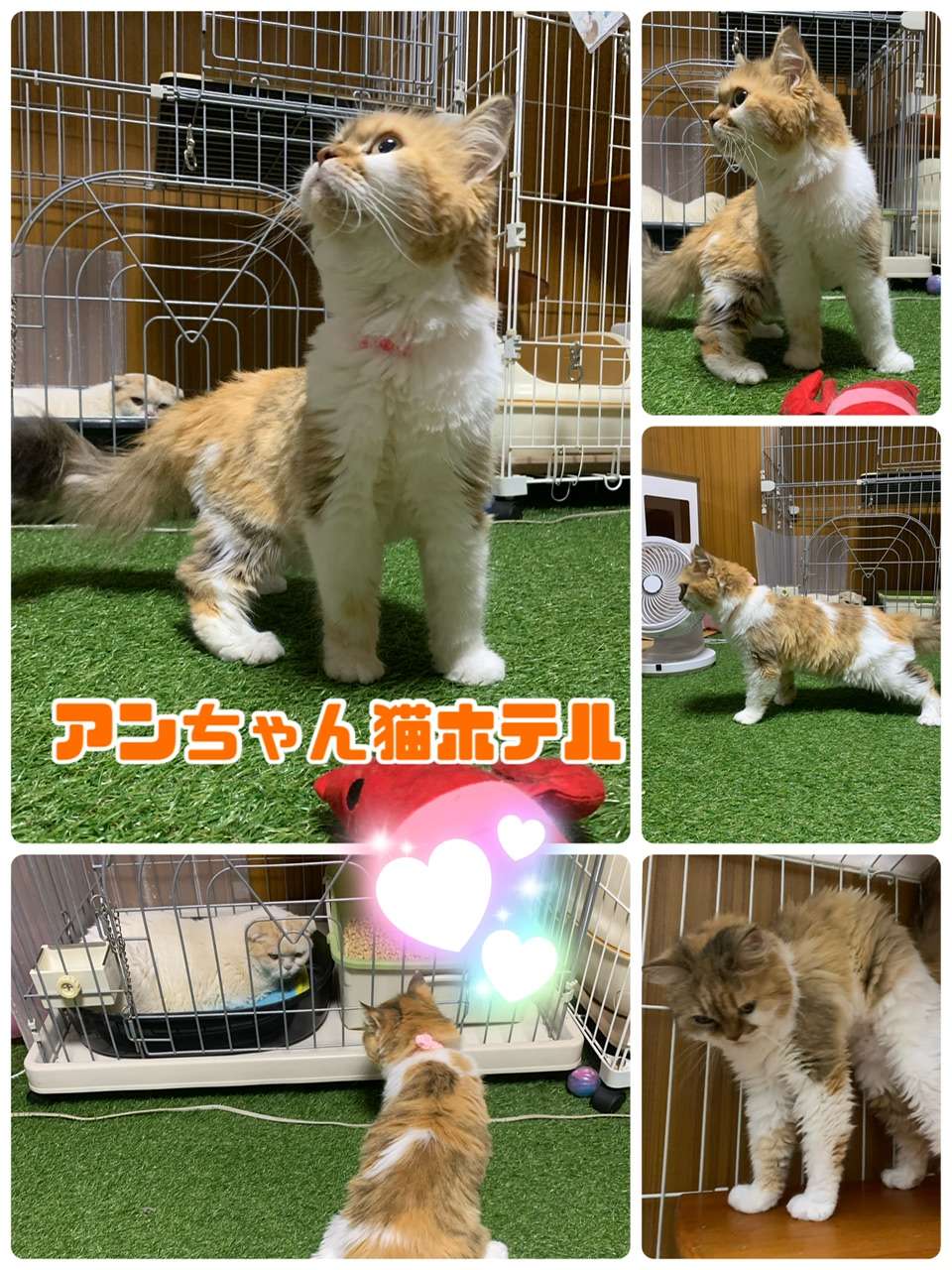 ＃猫ホテル＃スコティッシュ＃アンちゃん＃モコ君