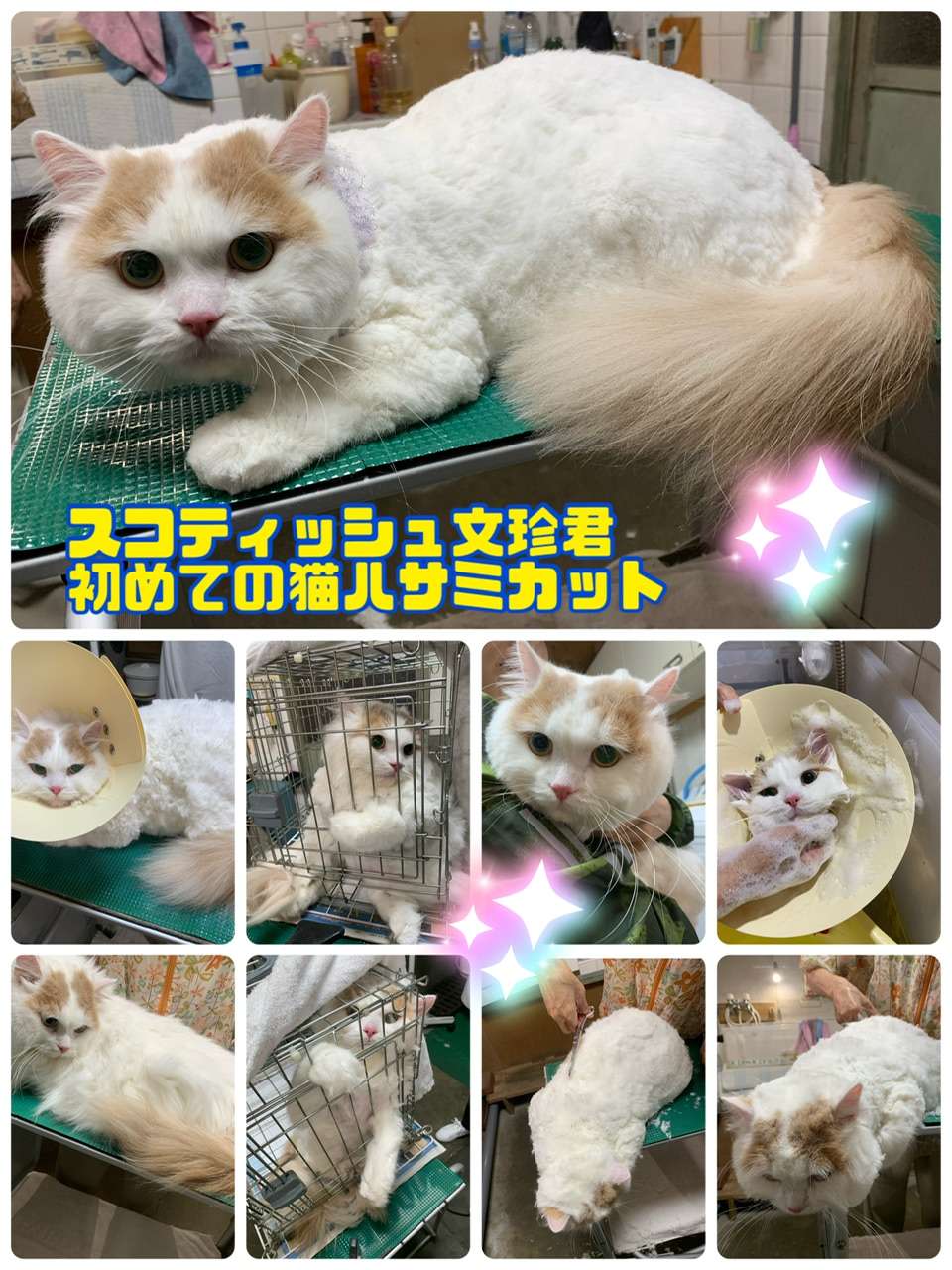 ＃猫美容＃猫ハサミカット＃アビーちゃん＃文珍君＃猫爪切り＃おもち君