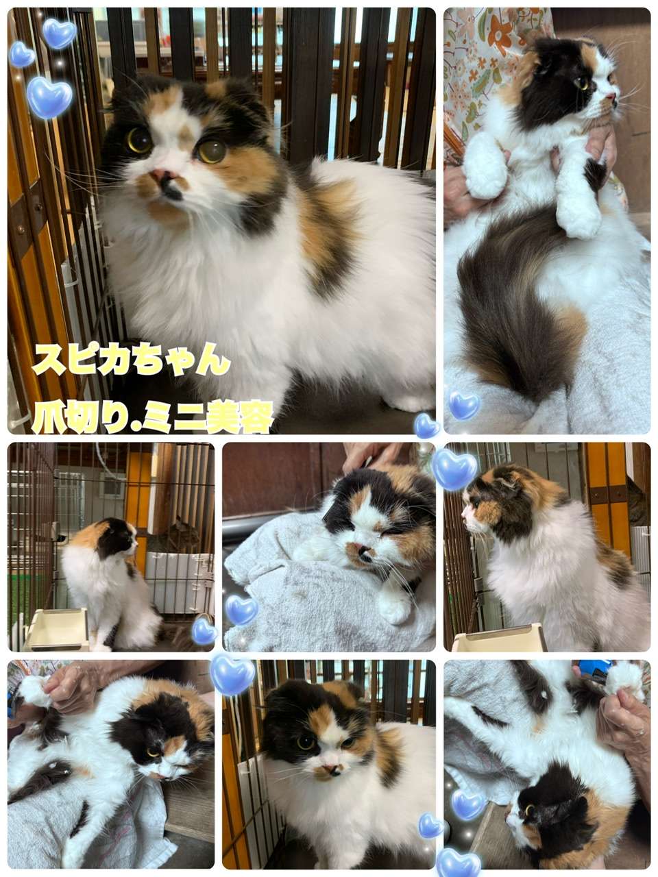 #スピカちゃん　#猫爪切り　#ミニ美容　#スコティッシュホールド　#一時預かり　#マカロンちゃん　#猫美容　#チンチラシルバー　#猫ライオンカット