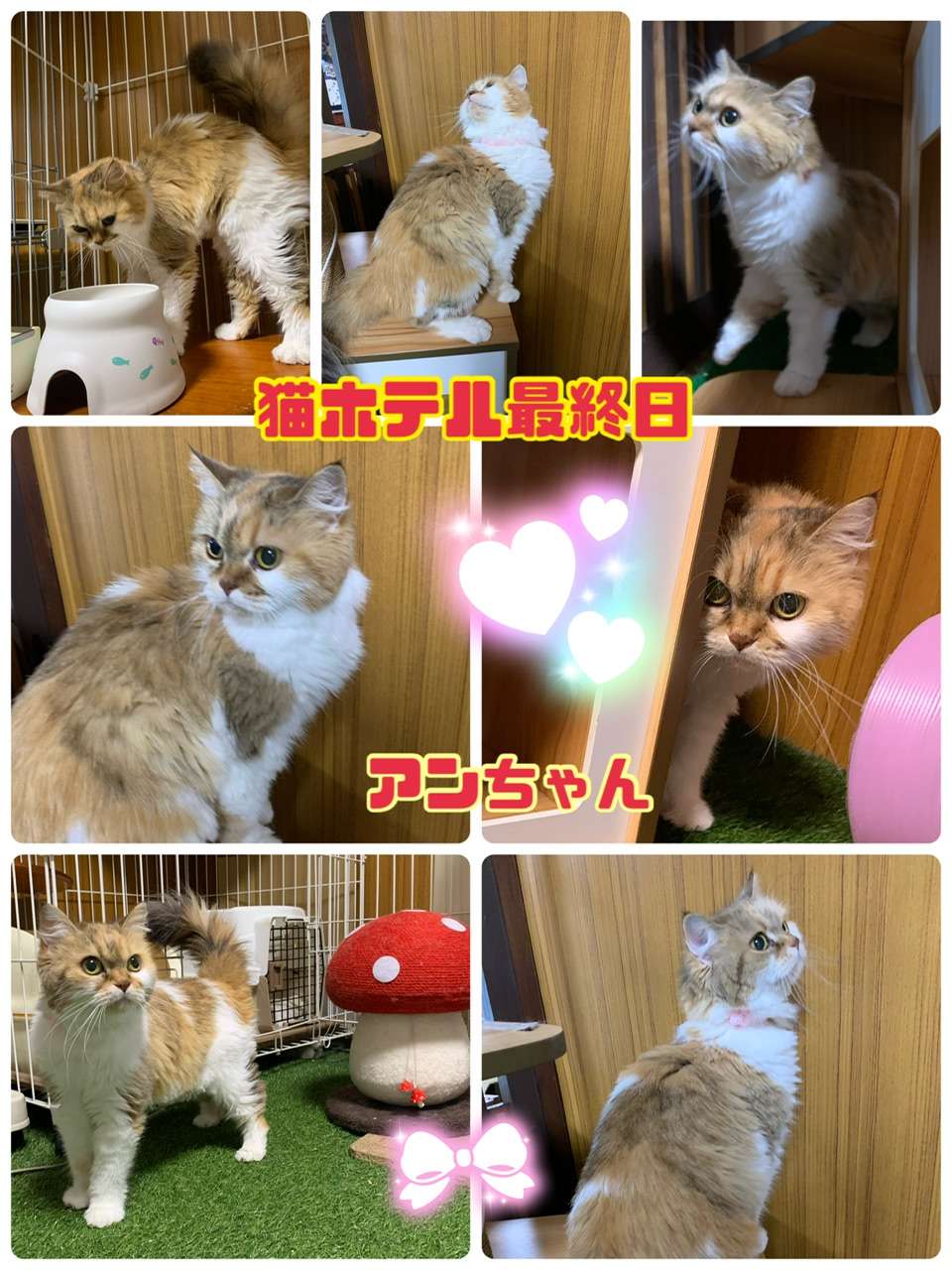 猫ホテル最終日＃スコティッシュ＃アンちゃん＃モコ君