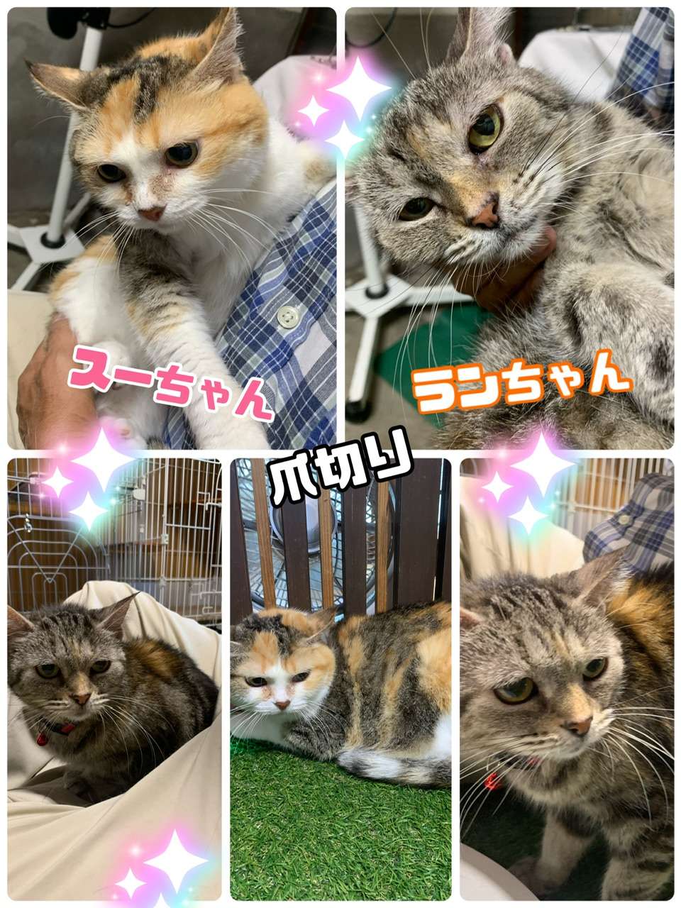 #ランちゃん　#スーちゃん　#猫爪切り　#猫カフェ　#茶トラ　#キジトラ