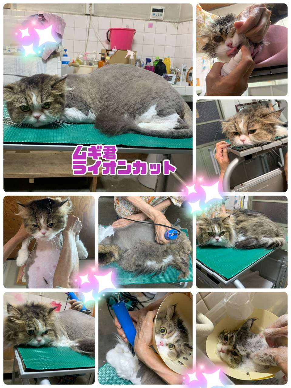 #むぎくん　#猫美容　#猫シャンプー　#ライオンカット