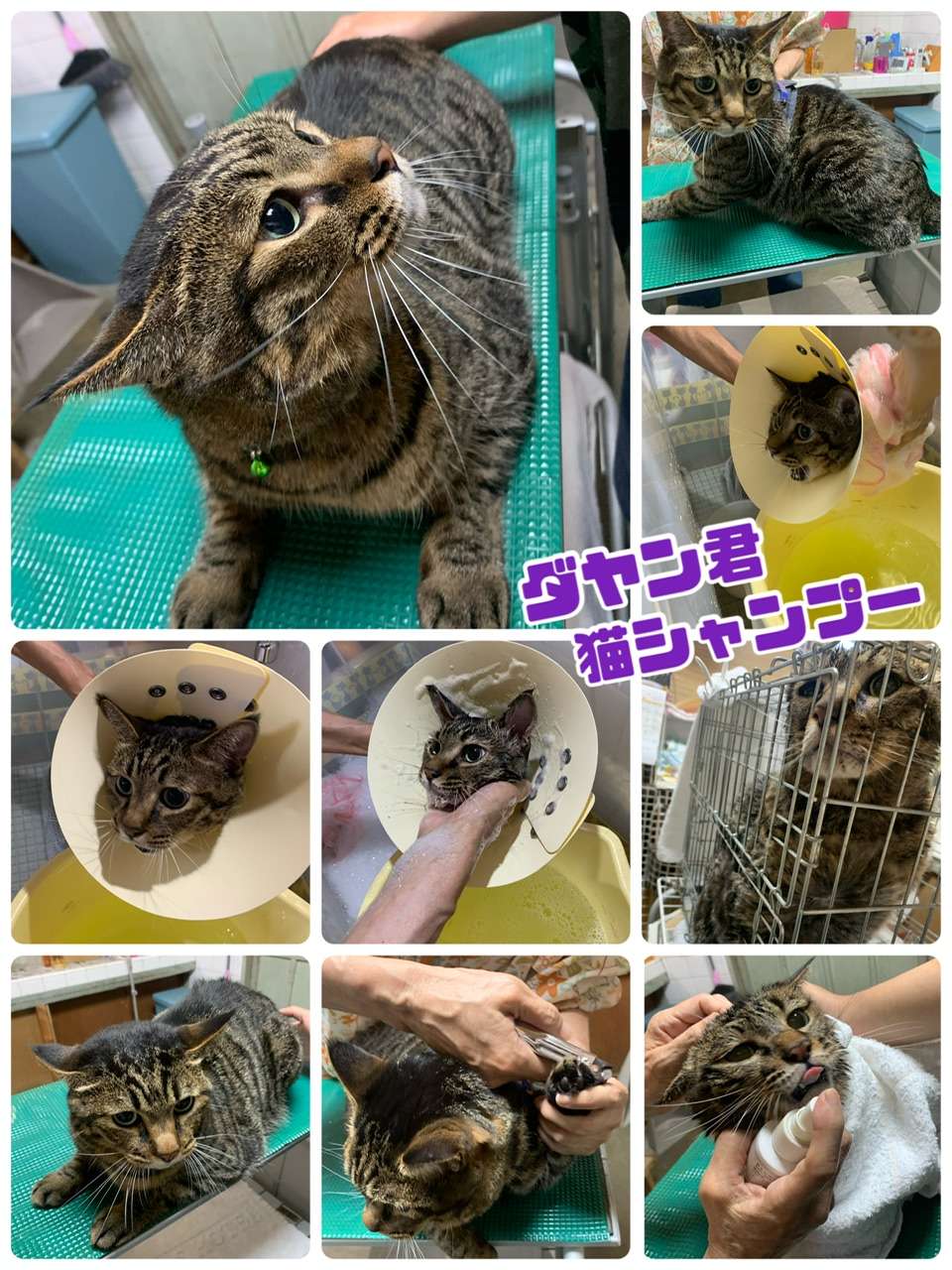 #ルウちゃん　#ミニ美容　#猫爪切り　#もつれ取り　#ダヤン君　#猫美容　#猫シャンプー