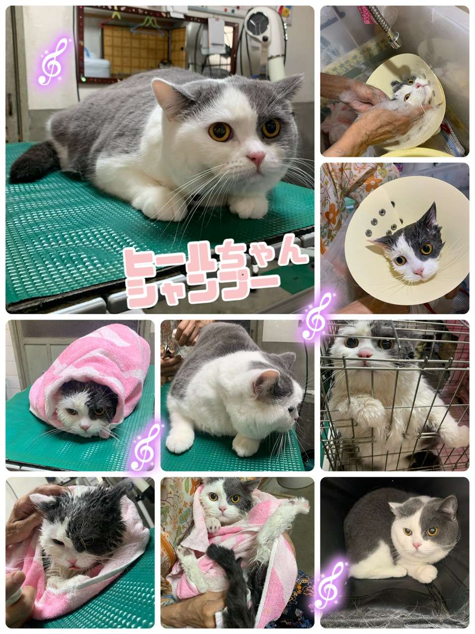 #ヒールちゃん　#猫シャンプー　#猫美容