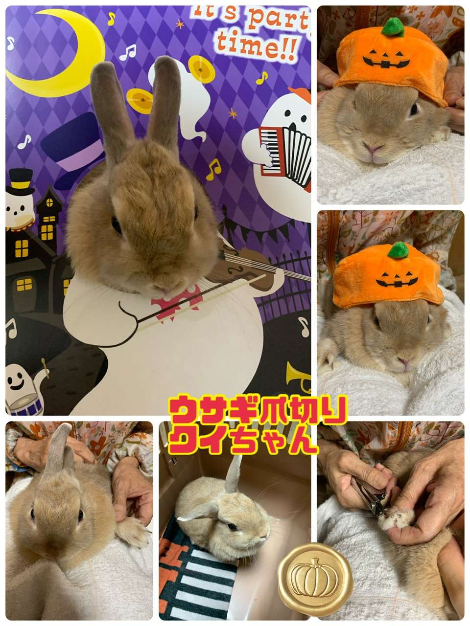 ＃うさぎ爪切り＃クイちゃん＃ハロウイン