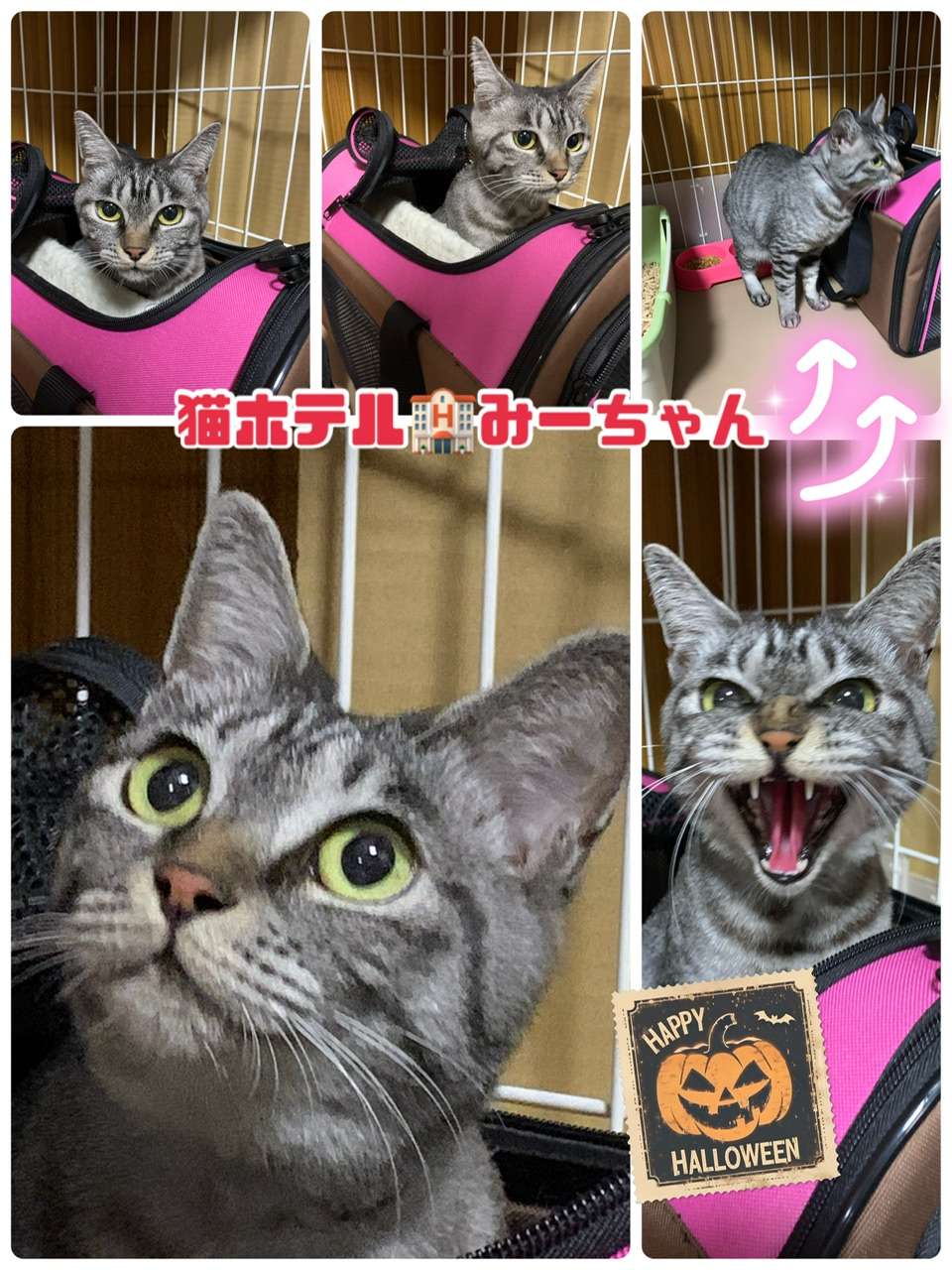 ＃猫ホテル＃みーちゃん＃よろしくね＃キジトラ