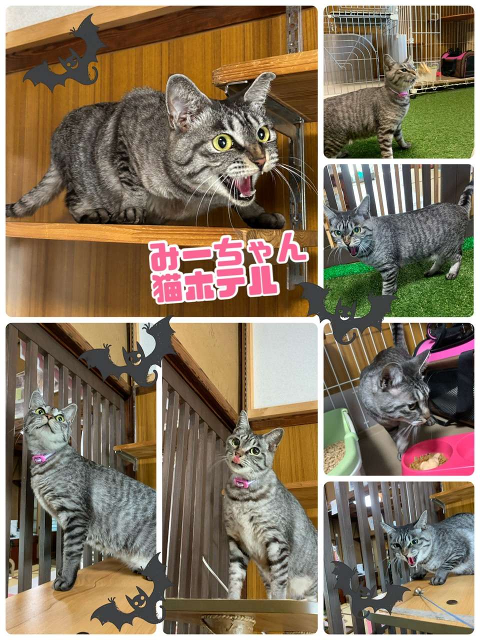 #みーちゃん　#猫ホテル　#キジトラネコ