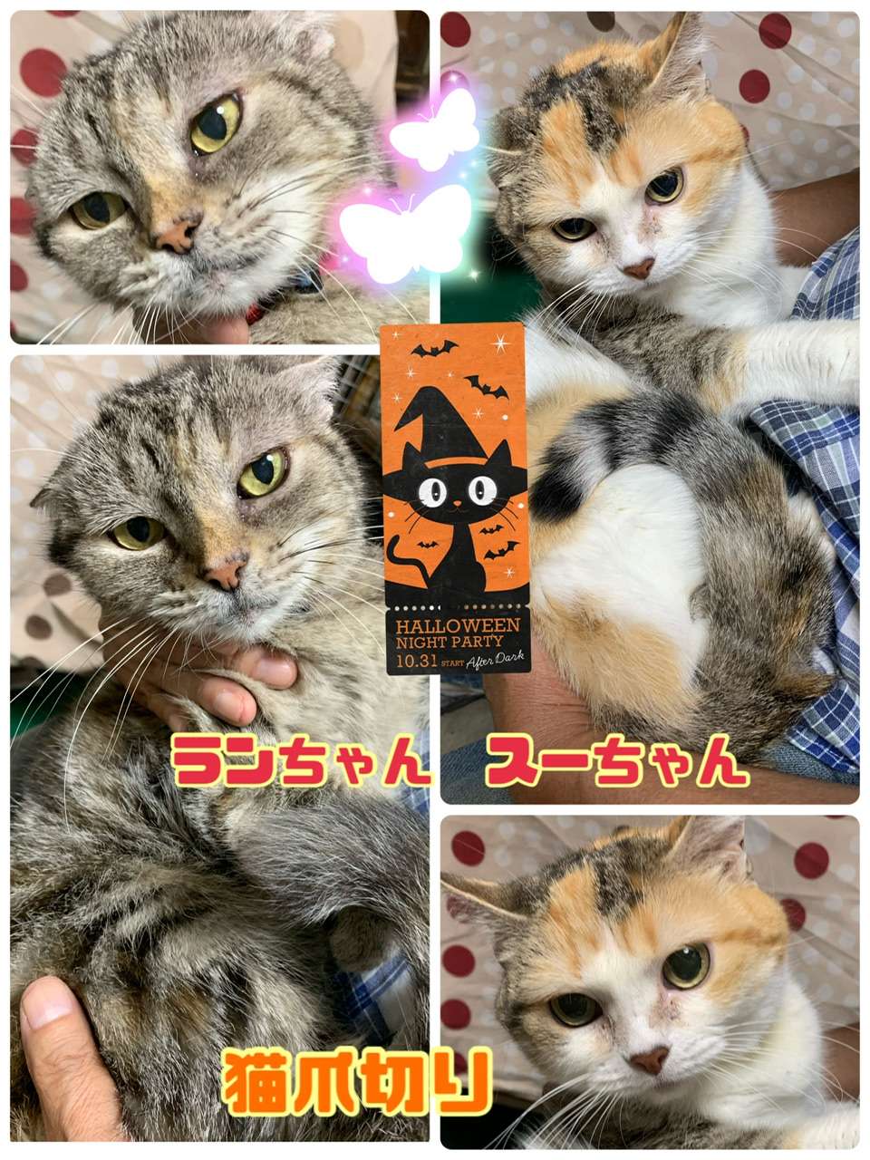 ＃猫爪切り＃ランちゃん＆スーちゃん＃キジトラ＃三毛猫