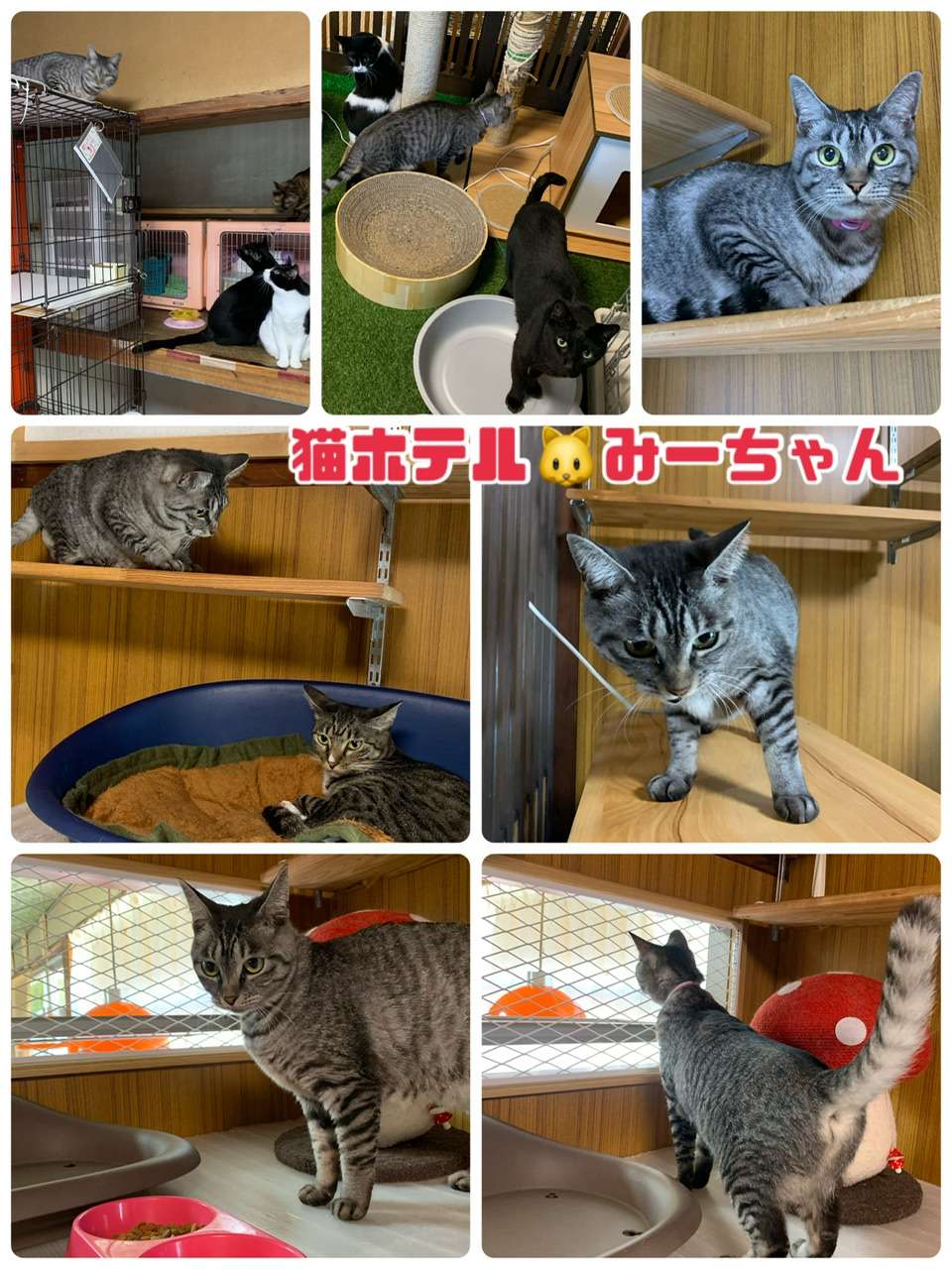 ＃猫ホテル＃キジトラネコ＃みーちゃん