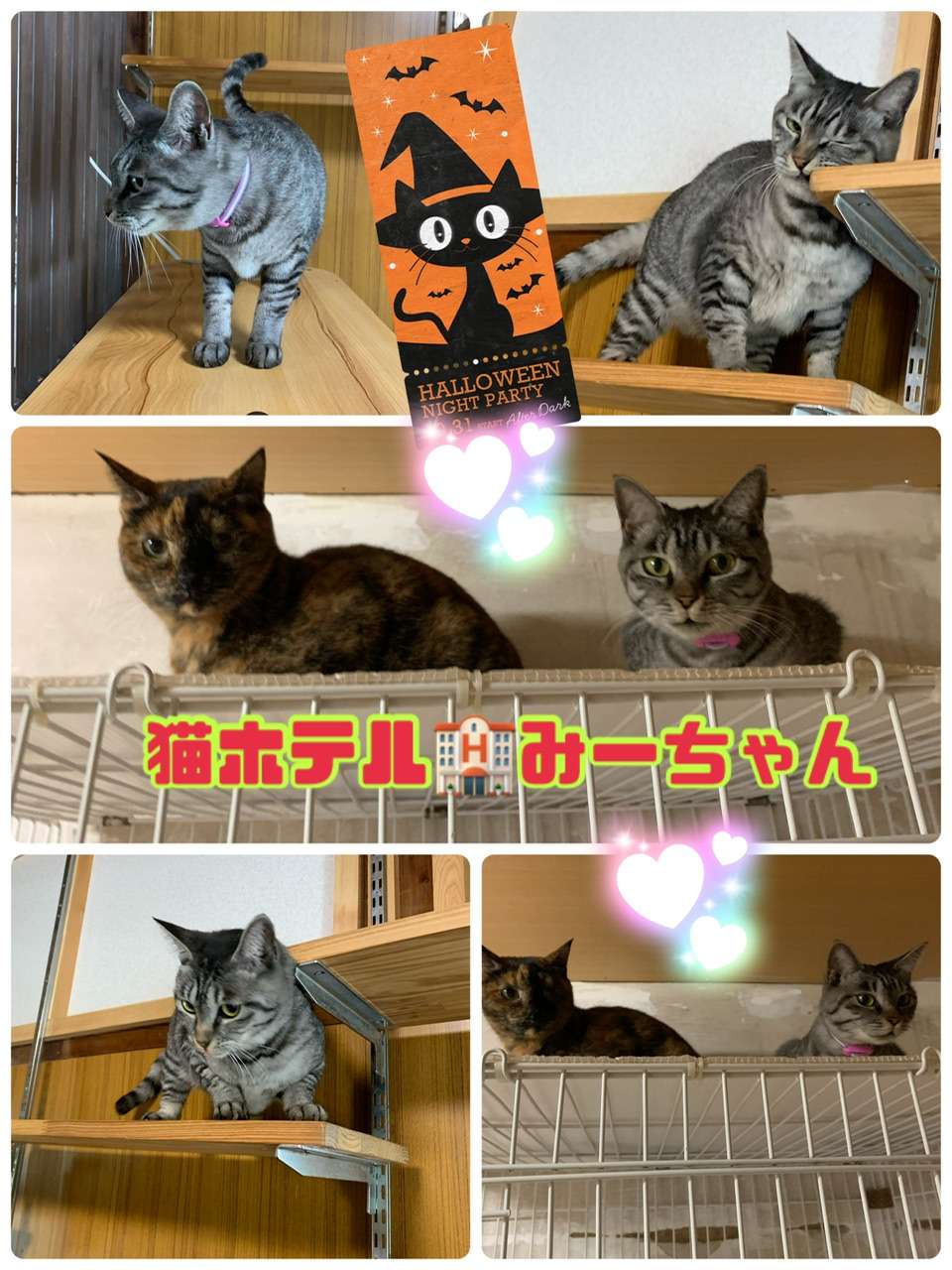 ＃猫ホテル＃みーちゃん＃キジトラ＃グレトラ