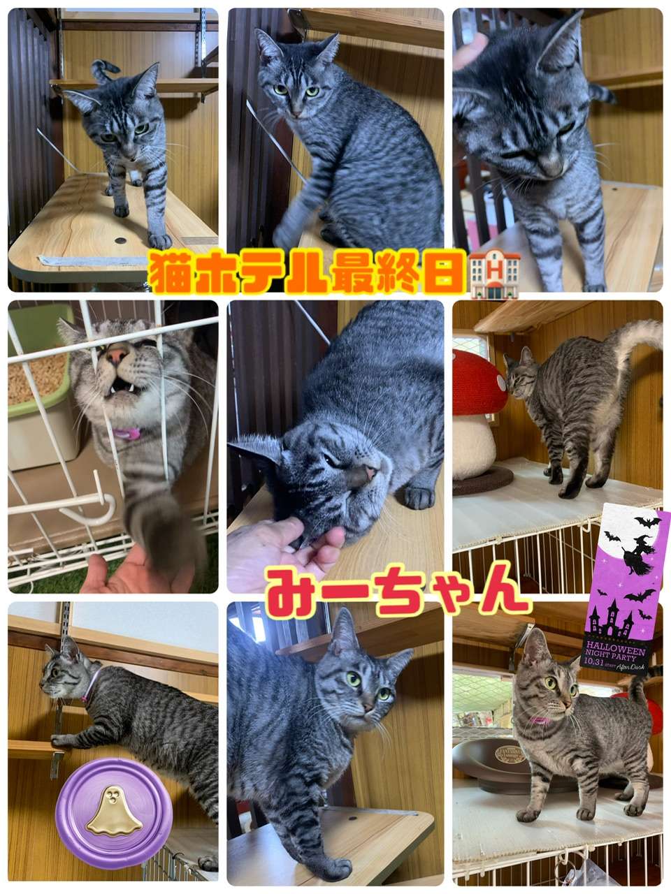 ＃猫ホテル＃最終日＃みーちゃん＃またね～＃グレトラ