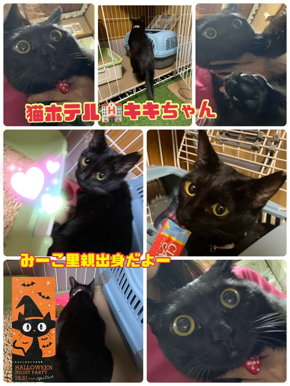 ＃ネコホテル＃キキちゃん＃黒猫＃みーこ里親出身