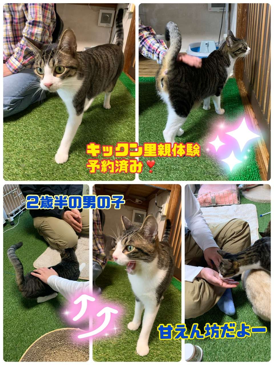 ＃猫里親予約決まり＃キックン＃白キジ猫