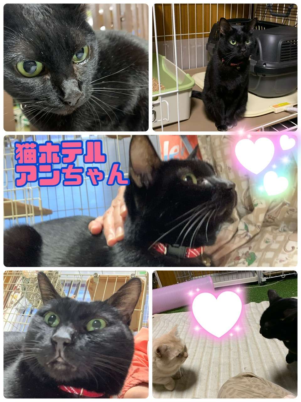 ＃猫ホテル＃黒猫＃アンちゃん