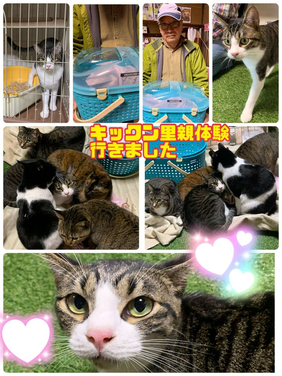 ＃キックン＃里親体験行きました＃白キジ猫