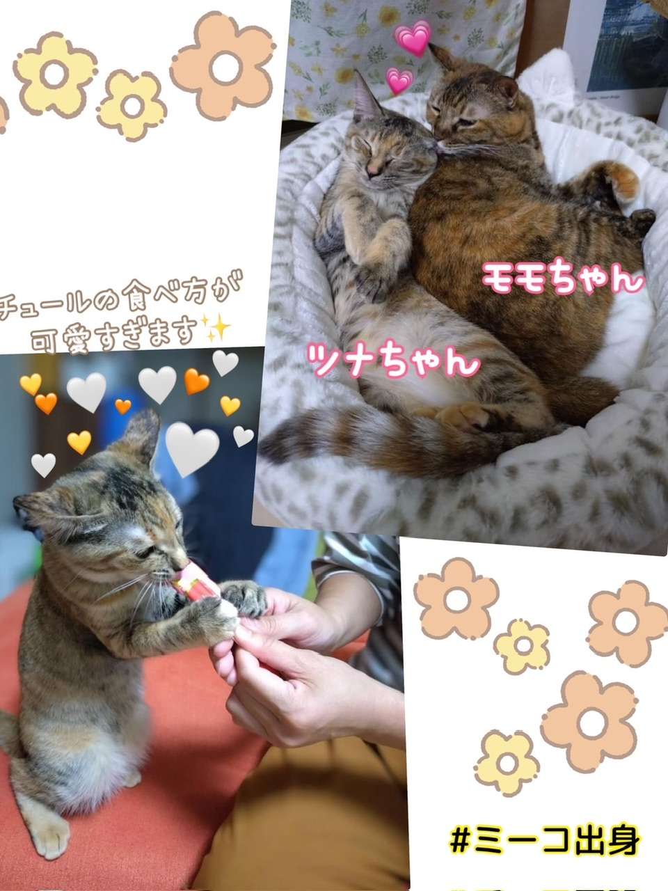 ＃ツナちゃん＃幸せ報告＃ムギ猫